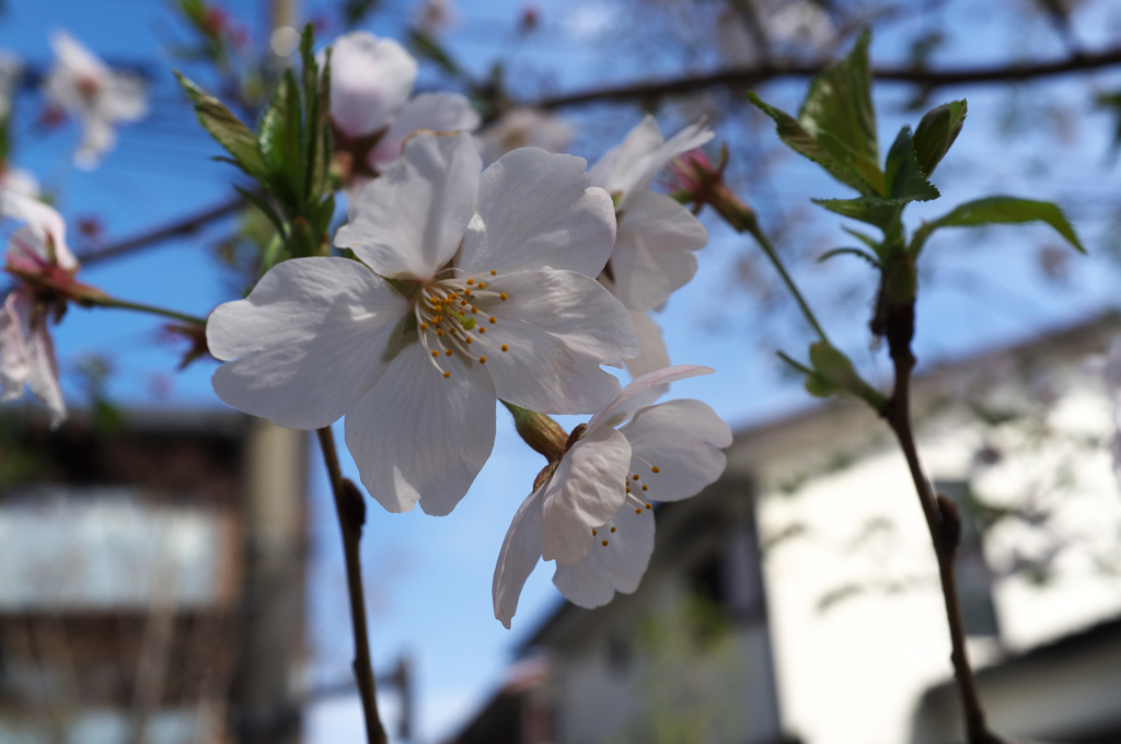 DSCF8740