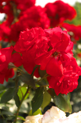 DSCF9322