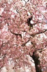 DSCF8709