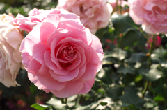DSCF9343