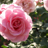 DSCF9343