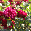 DSCF9358