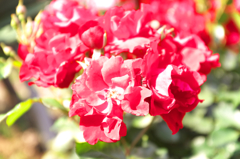 DSCF9344