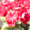 DSCF9344