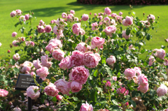 DSCF9356