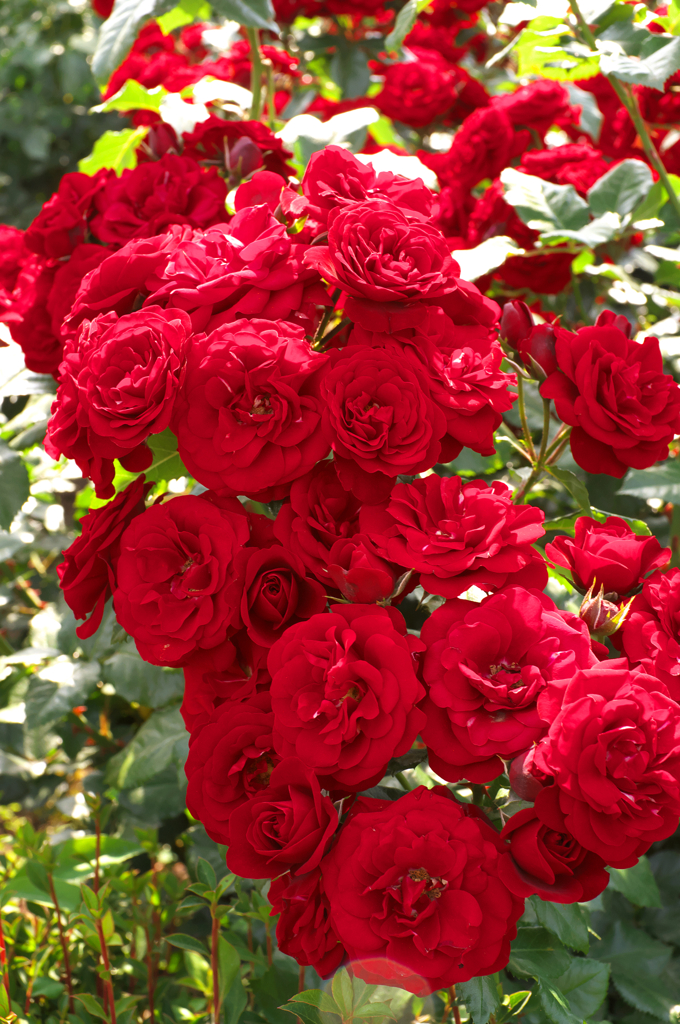 DSCF9339