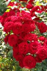 DSCF9339