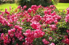 DSCF9353