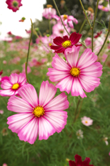 DSCF0058