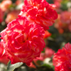 DSCF9341