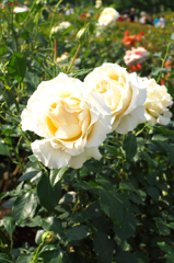 DSCF9338