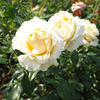 DSCF9338