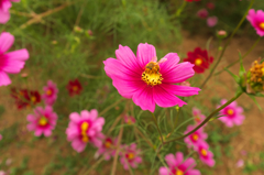DSCF0053