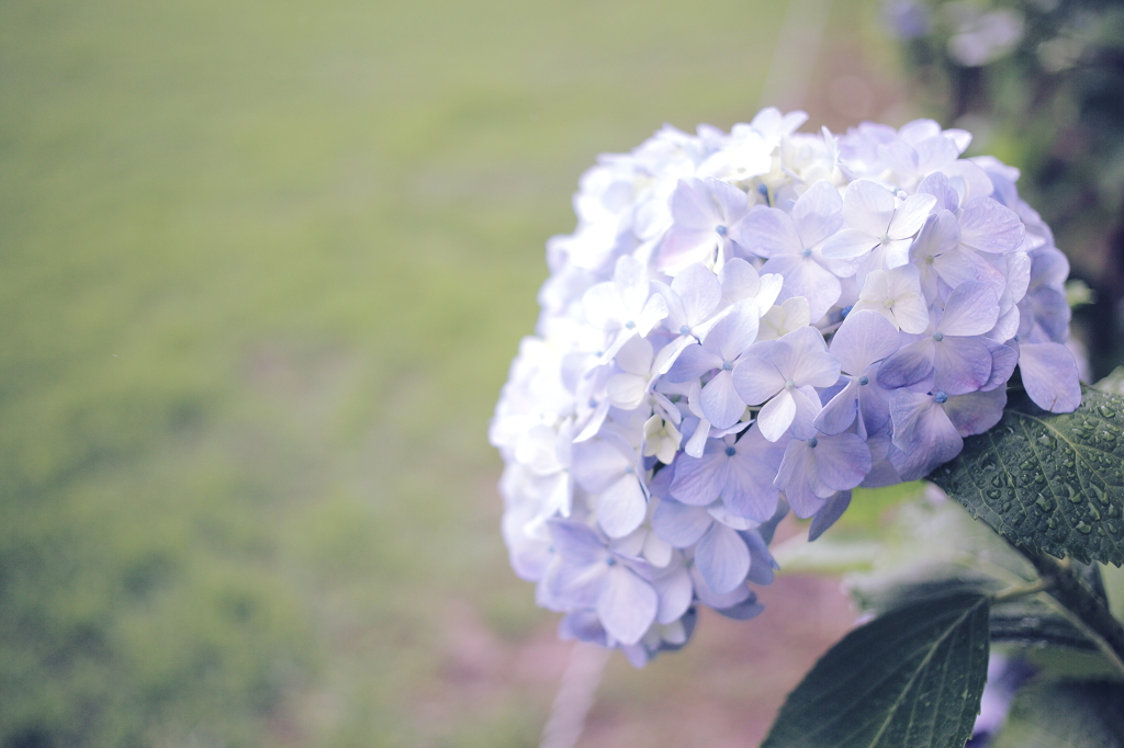 紫陽花
