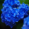 青さ