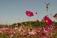 秋桜