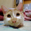 チラッ