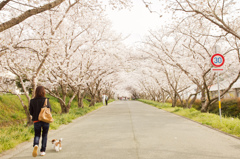 桜並木道