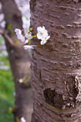 桜の力