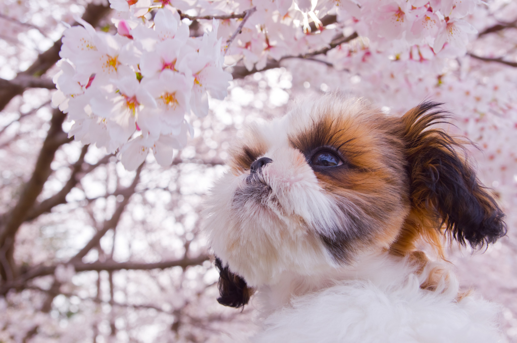 桜犬