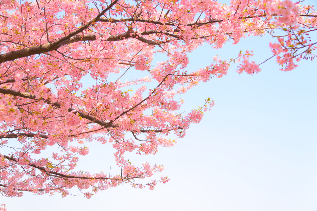 河津桜