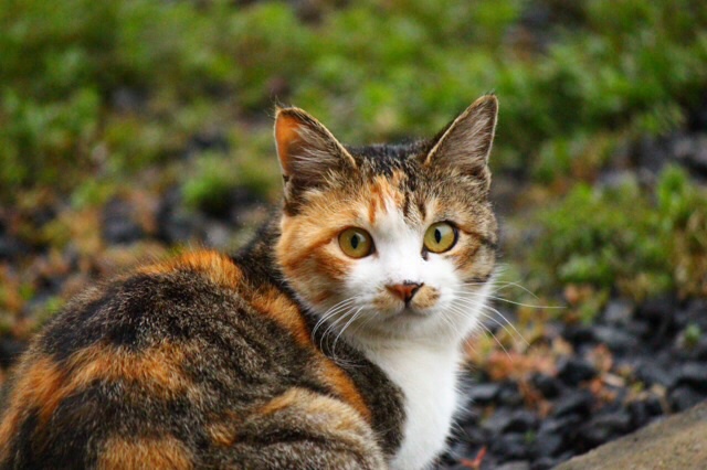 雨上がり猫