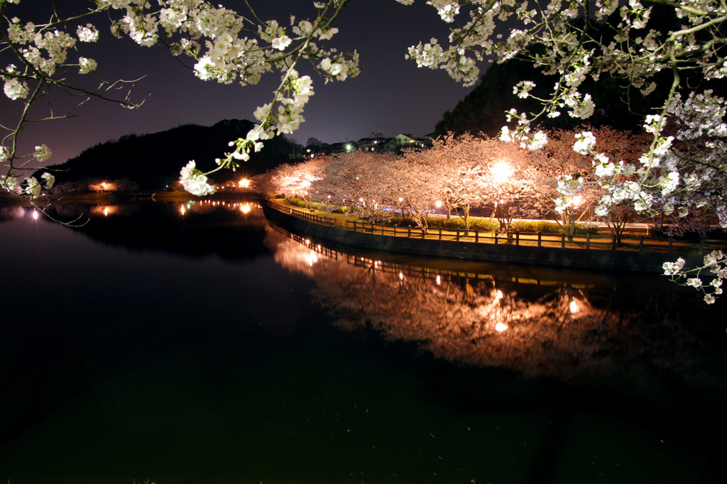 立岡自然公園夜桜1 By Akase R Id 写真共有サイト Photohito