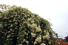 モコモコな白いバラ1