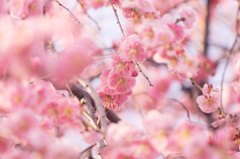 春のピンク梅