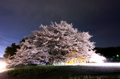 神園一心行桜（熊本市東区神園）夜桜1