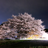 神園一心行桜（熊本市東区神園）夜桜1