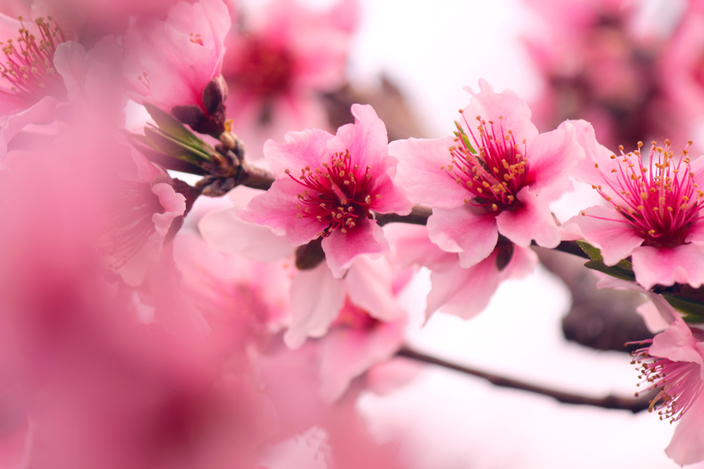 桃の花1