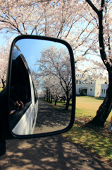 車窓からの桜並木