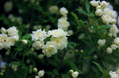 モコモコな白いバラ2