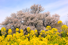 南阿蘇の一心行の大桜