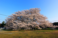 神園一心行桜（熊本市東区神園）