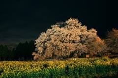 南阿蘇の一心行の大桜の夜桜