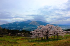 南阿蘇の観音桜