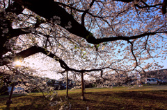 神園一心行桜