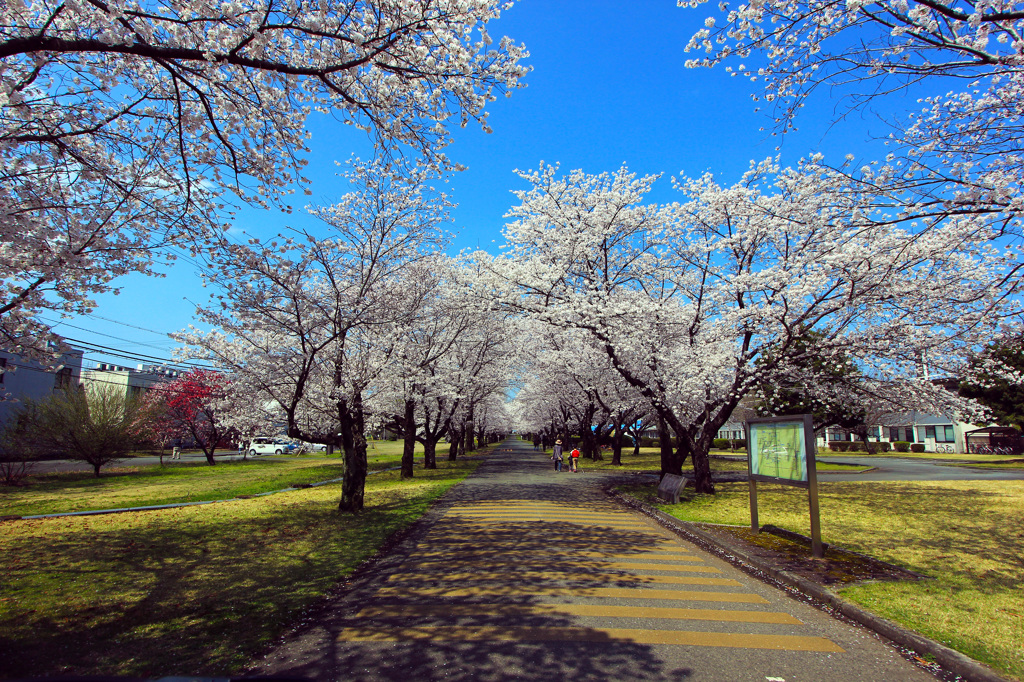 九州沖縄農業研究センターの桜並木