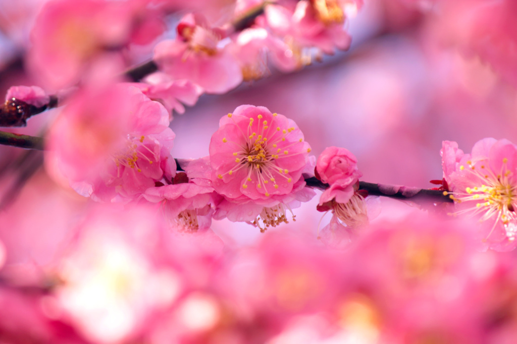 梅の花？？2