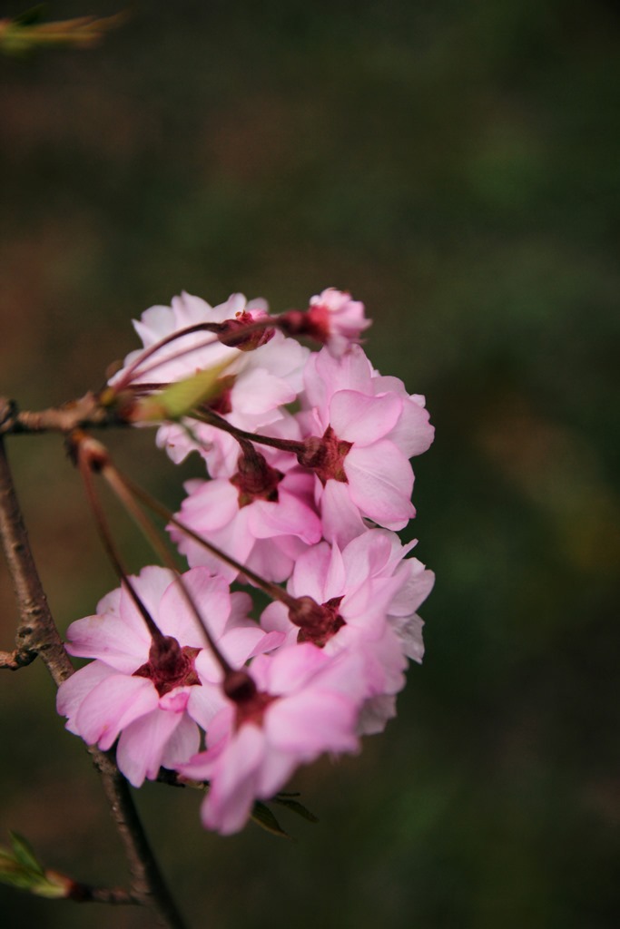 しだれ桜