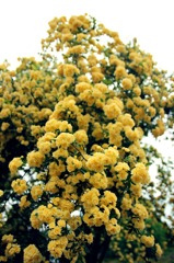 モコモコな黄色いバラ1