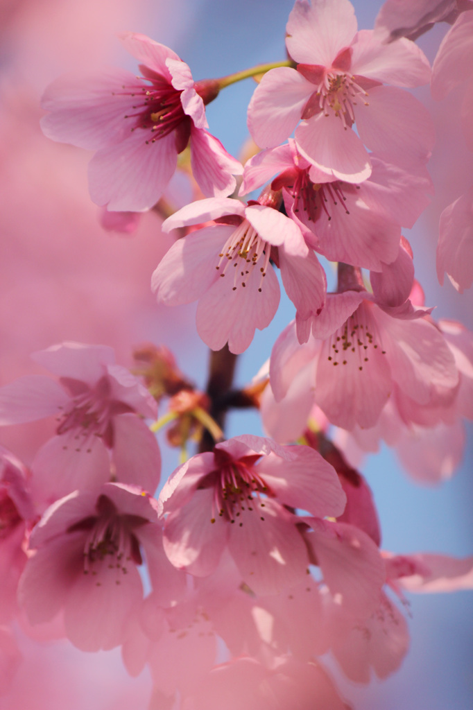 ちょうちん桜？？