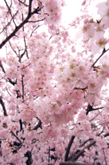 早咲き桜3