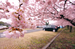 早咲き桜2