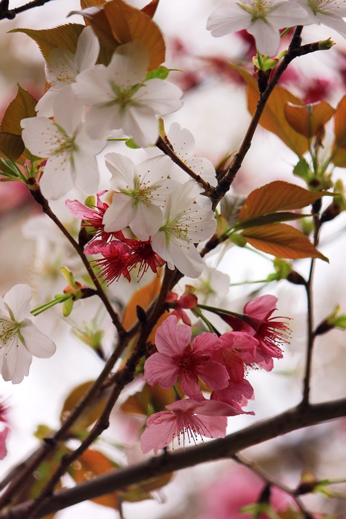 桜の花が二色からなっていました