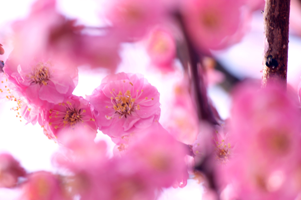 梅の花？？1