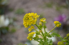 菜の花