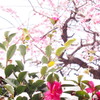 春なのに
